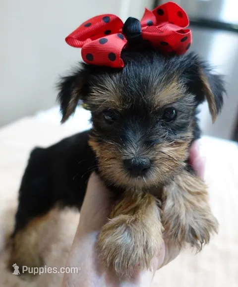 Ziggy 2 lbs 1 ounce – Yorkshire Terrier puppy for sale in Colcord, OK