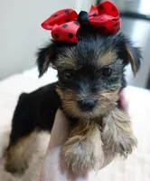 Ziggy 2 lbs 1 ounce, a male Yorkshire Terrier for sale in Colcord, OK – 1 of 10