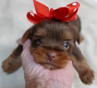 Samson, a male Yorkshire Terrier for sale in Colcord, OK – 2 of 10