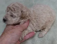 Fern , a female Maltipoo for sale in Colcord, OK – 2 of 10