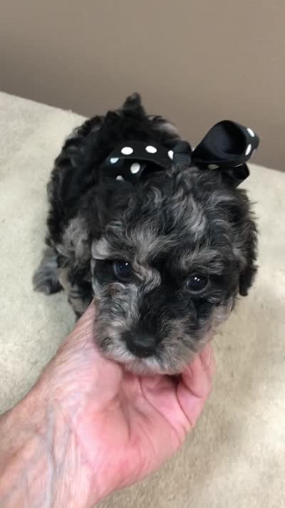 Mirlo blue merle, a male Poodle - Toy  for sale in Colcord, OK – 10 of 10