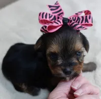 Tiny Daisy 14 ounces, a female Yorkshire Terrier for sale in Colcord, OK – 2 of 10