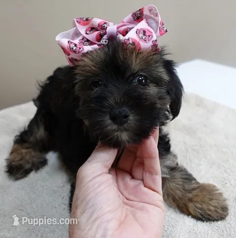 2nd chance – Yorkshire Terrier puppy for sale in Colcord, OK