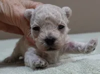 Aggie 10 ounces , a female Maltipoo for sale in Colcord, OK – 8 of 10