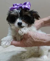 TEACUP Claire 1.2 lbs , a female Yorkshire Terrier for sale in Colcord, OK – 6 of 10
