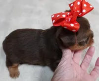 Samson, a male Yorkshire Terrier for sale in Colcord, OK – 3 of 10
