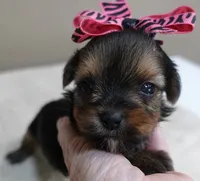 Tiny Daisy 14 ounces, a female Yorkshire Terrier for sale in Colcord, OK – 6 of 10