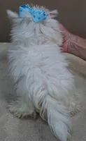 TEACUP Harlow , a male Maltese for sale in Colcord, OK – 10 of 10