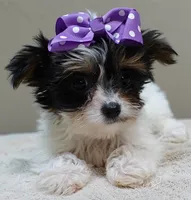 TEACUP Claire 1.2 lbs , a female Yorkshire Terrier for sale in Colcord, OK – 8 of 10
