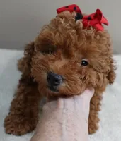 Deep Red, a male Poodle - Toy  for sale in Colcord, OK – 2 of 10