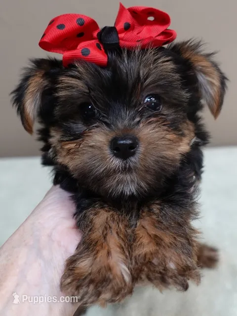 Moose, a male Yorkshire Terrier for sale in Colcord, OK – 1 of 10