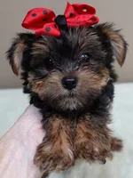 Moose, a male Yorkshire Terrier for sale in Colcord, OK – 1 of 10