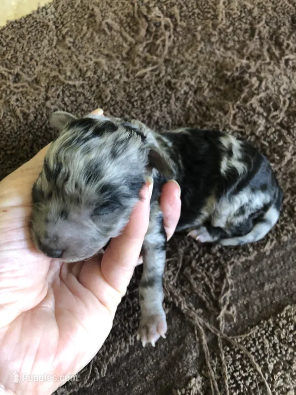 Stanley – Poodle - Toy  puppy for sale in Colcord, OK
