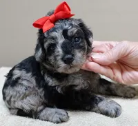 Mirlo rare blue merle, a male Poodle - Toy  for sale in Colcord, OK – 8 of 10