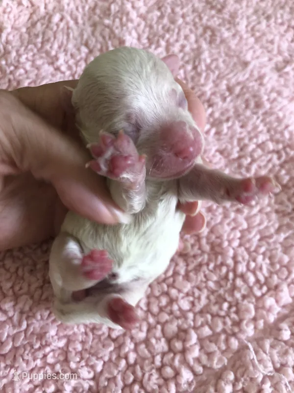 Kali – Maltipoo puppy for sale in Colcord, OK