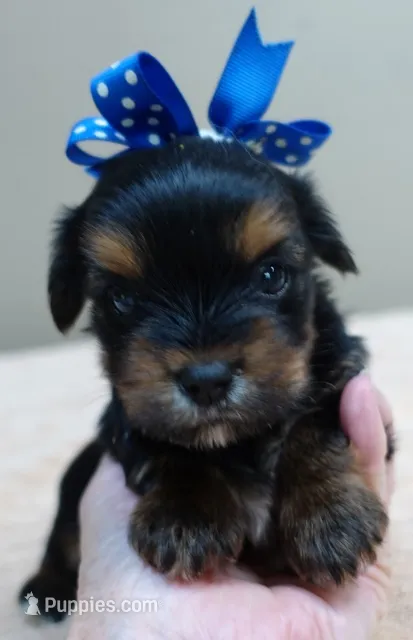 Oakley – Yorkshire Terrier puppy for sale in Colcord, OK