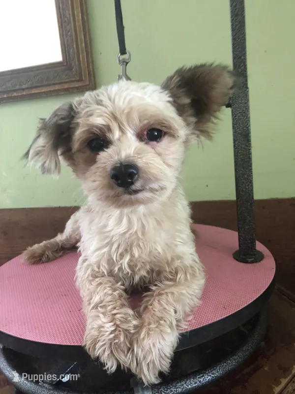 Thor – Yorkshire Terrier puppy for sale in Colcord, OK