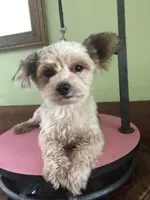 Thor, a male Yorkshire Terrier for sale in Colcord, OK – 1 of 2