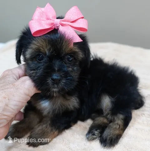 2nd chance – Yorkshire Terrier puppy for sale in Colcord, OK