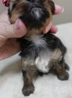 Tiny Daisy 14 ounces, a female Yorkshire Terrier for sale in Colcord, OK – 5 of 10