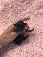 Tiny Daisy, a female Yorkshire Terrier for sale in Colcord, OK – 3 of 4