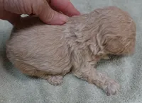 Echo, a male Maltipoo for sale in Colcord, OK – 6 of 10
