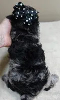 Mirlo blue merle, a male Poodle - Toy  for sale in Colcord, OK – 5 of 10