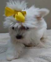 1.3 LBS MICRO TEACUP, a male Maltese for sale in Colcord, OK – 7 of 10
