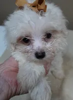 Zuko 1 lb 4 ozs, a male Maltipoo for sale in Colcord, OK – 4 of 10