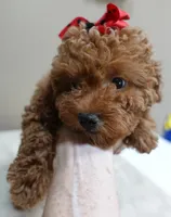 Deep Red, a male Poodle - Toy  for sale in Colcord, OK – 6 of 10