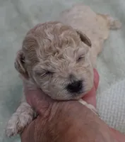Fern , a female Maltipoo for sale in Colcord, OK – 8 of 10