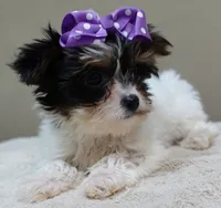 TEACUP Claire 1.2 lbs , a female Yorkshire Terrier for sale in Colcord, OK – 9 of 10