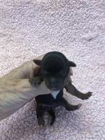Ziggy 5 3/8 ounces, a male Yorkshire Terrier for sale in Colcord, OK – 9 of 10