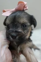 Teacup Bailey 12 ounces, a female Yorkshire Terrier for sale in Colcord, OK – 3 of 10