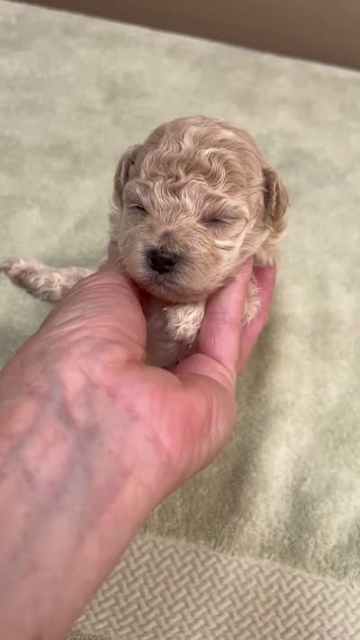 Fern , a female Maltipoo for sale in Colcord, OK – 10 of 10
