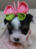 Kiva 14 ounces, a female Yorkshire Terrier for sale in Colcord, OK – 7 of 10