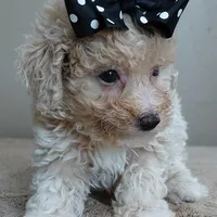 male sale 2 , a male Poodle - Toy  for sale in Colcord, OK – Photo 1 of 10
