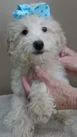 poodle therapy, a male Poodle - Toy  for sale in Colcord, OK – Photo 3 of 9