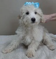 poodle therapy, a male Poodle - Toy  for sale in Colcord, OK – Photo 8 of 9