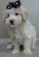male sale 1 , a male Poodle - Toy  for sale in Colcord, OK – Photo 4 of 9