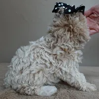 male sale 2 , a male Poodle - Toy  for sale in Colcord, OK – Photo 4 of 10