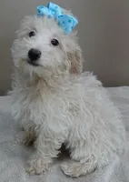 poodle therapy, a male Poodle - Toy  for sale in Colcord, OK – Photo 4 of 9