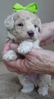 Rook majestic, a male Poodle - Toy  for sale in Colcord, OK – Photo 2 of 10