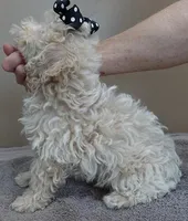male sale 1 , a male Poodle - Toy  for sale in Colcord, OK – Photo 5 of 9