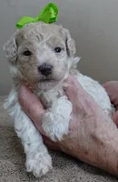 Rook majestic, a male Poodle - Toy  for sale in Colcord, OK – Photo 4 of 10