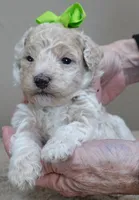Rook majestic, a male Poodle - Toy  for sale in Colcord, OK – Photo 3 of 10