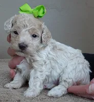 Rook majestic, a male Poodle - Toy  for sale in Colcord, OK – Photo 7 of 10