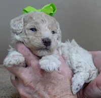 Rook majestic, a male Poodle - Toy  for sale in Colcord, OK – Photo 9 of 10