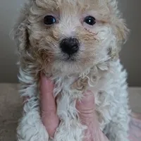 male sale 2 , a male Poodle - Toy  for sale in Colcord, OK – Photo 7 of 10