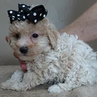 male sale 2 , a male Poodle - Toy  for sale in Colcord, OK – Photo 9 of 10